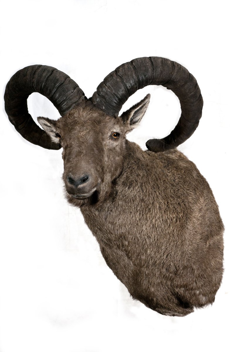 Кавказский бык тур