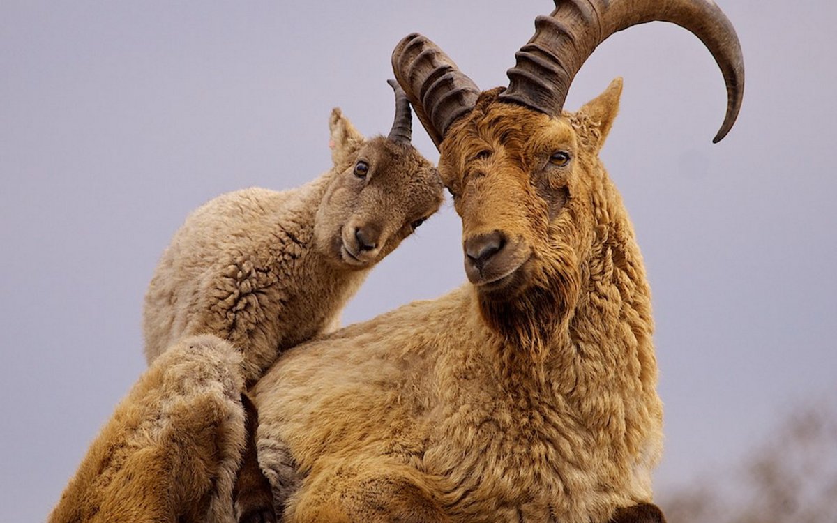 Дагестанский тур рога