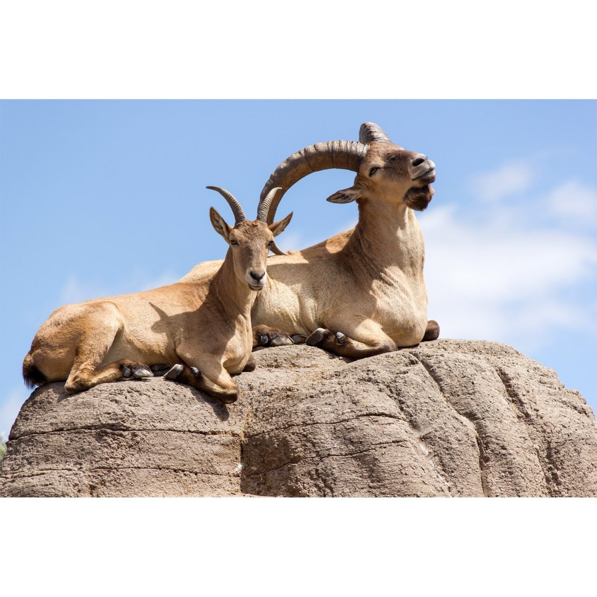 Дагестанский горный козел тур