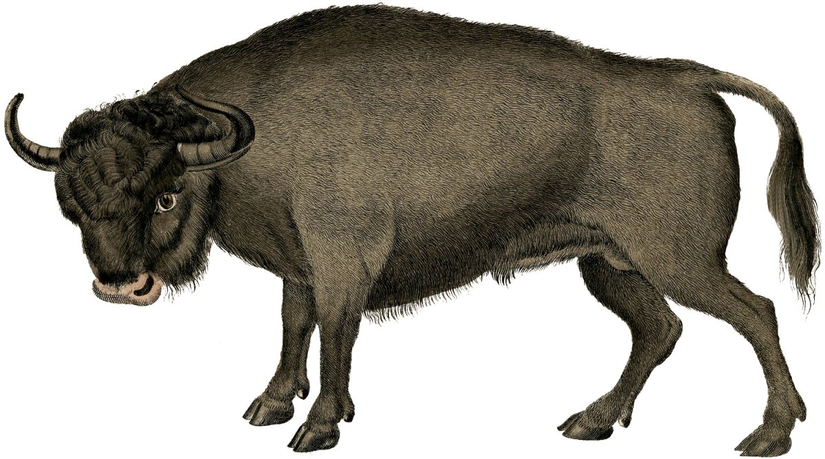 Тур животное без фона