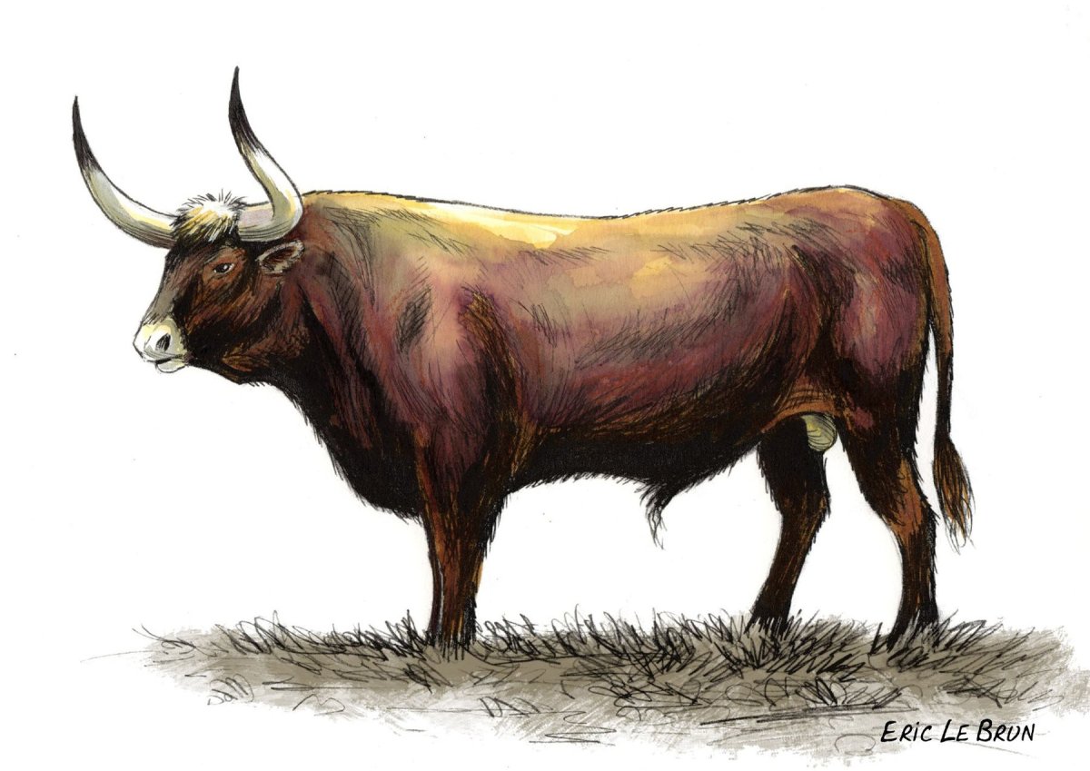 Тур дикий бык вымерший
