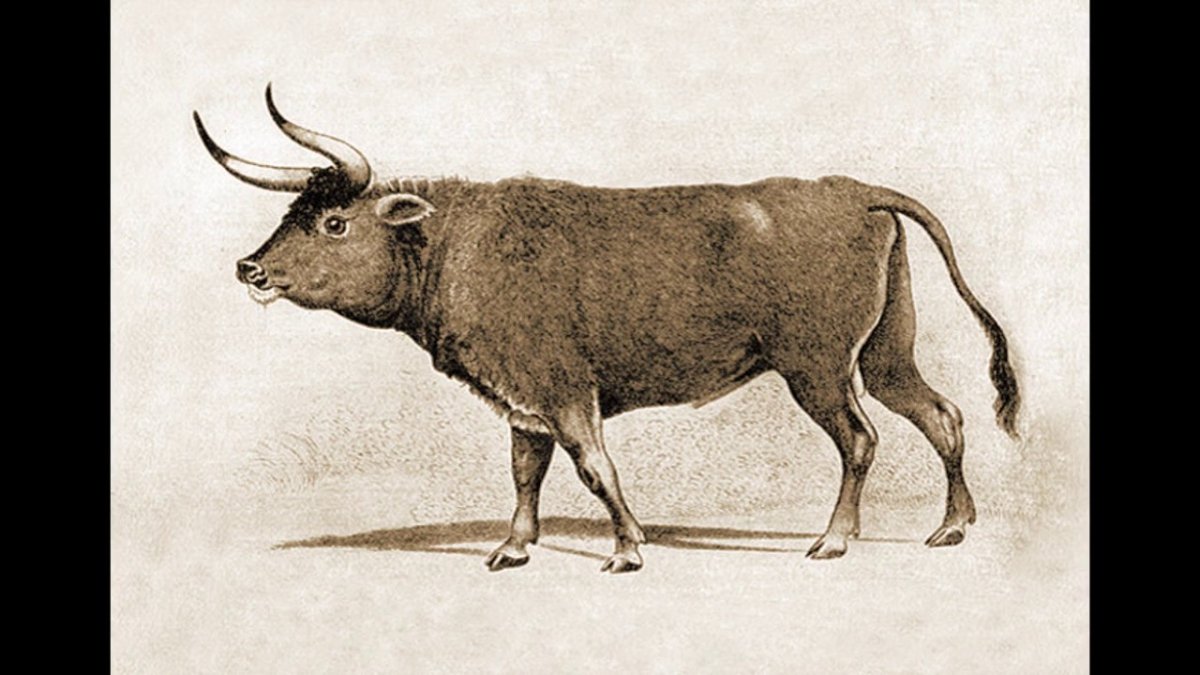 Бык гравюра
