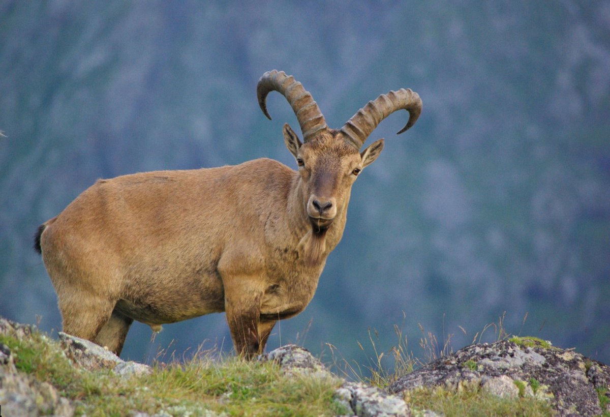 Западнокавказский тур кавказский заповедник