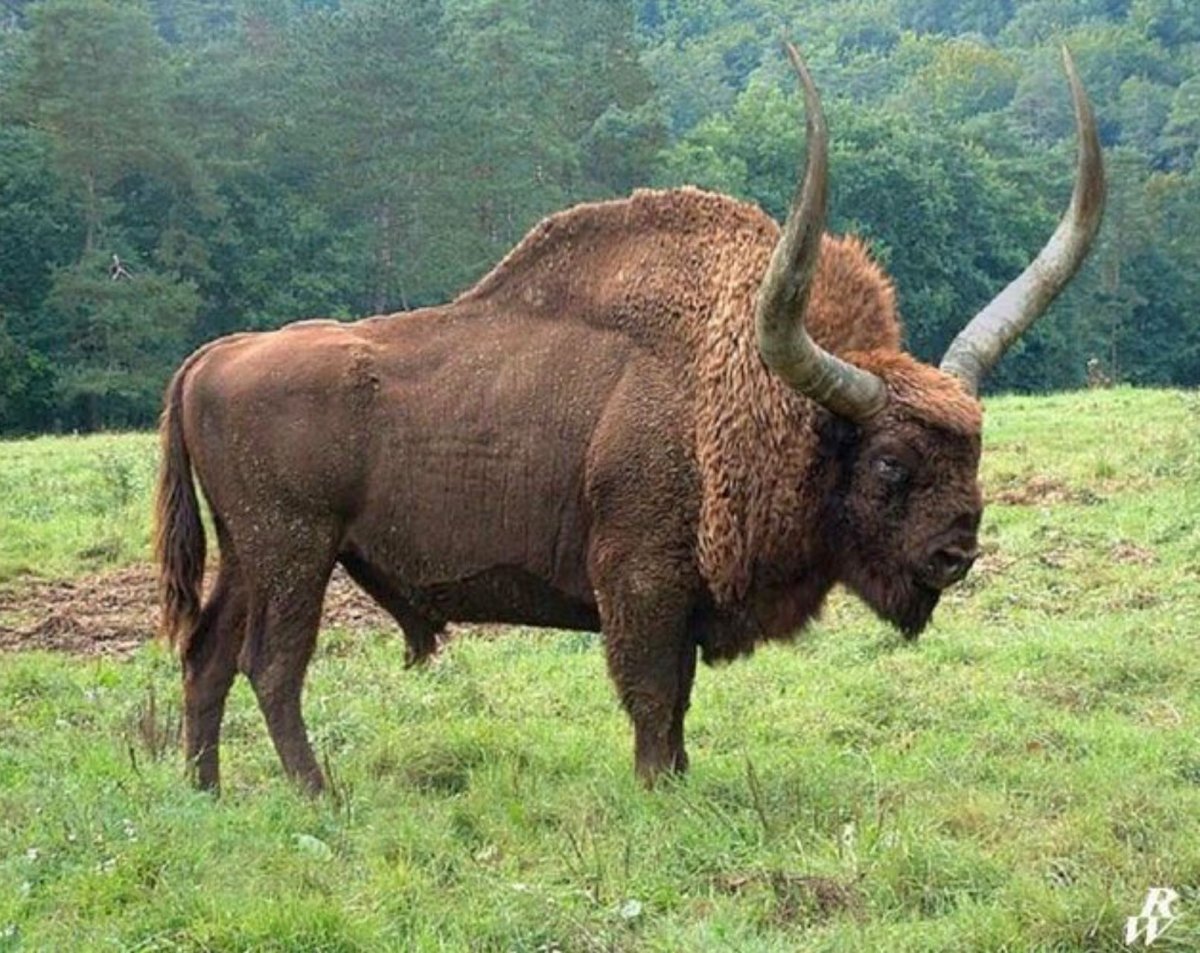 Степной Бизон вымерший