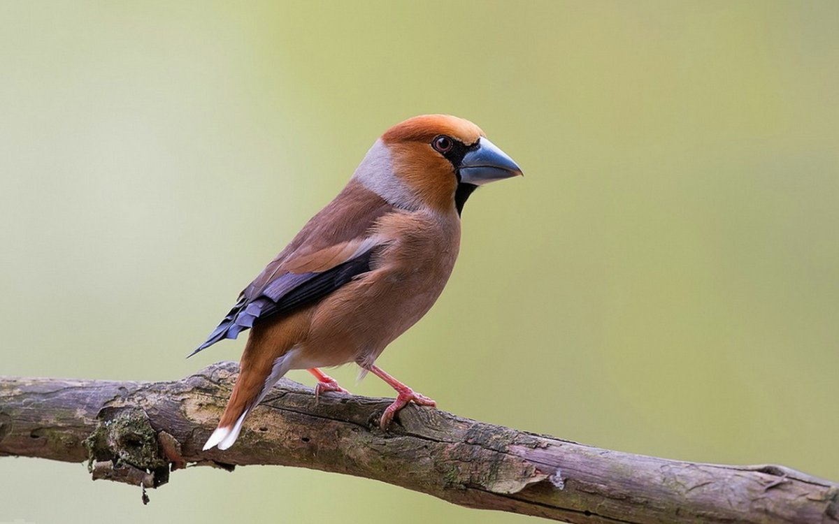 Ошейниковый Дубонос