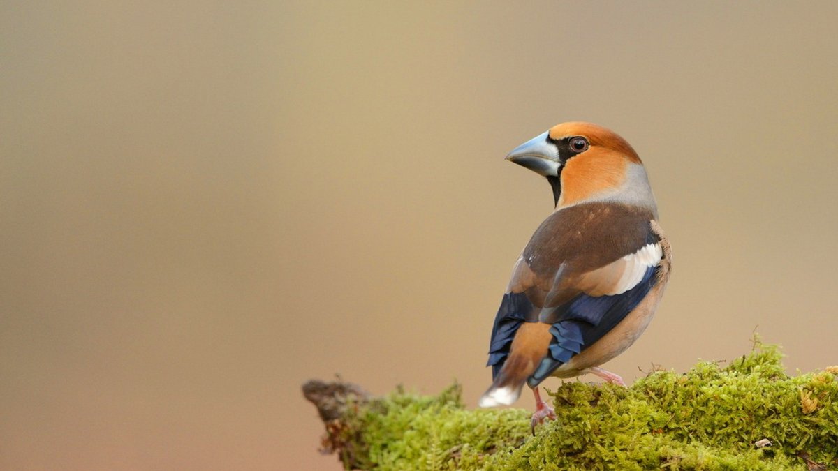 Дубонос обыкновенный пение