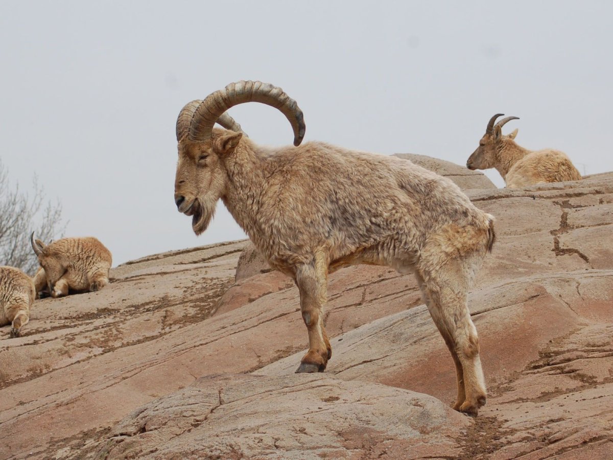 Дагестанский горный козел