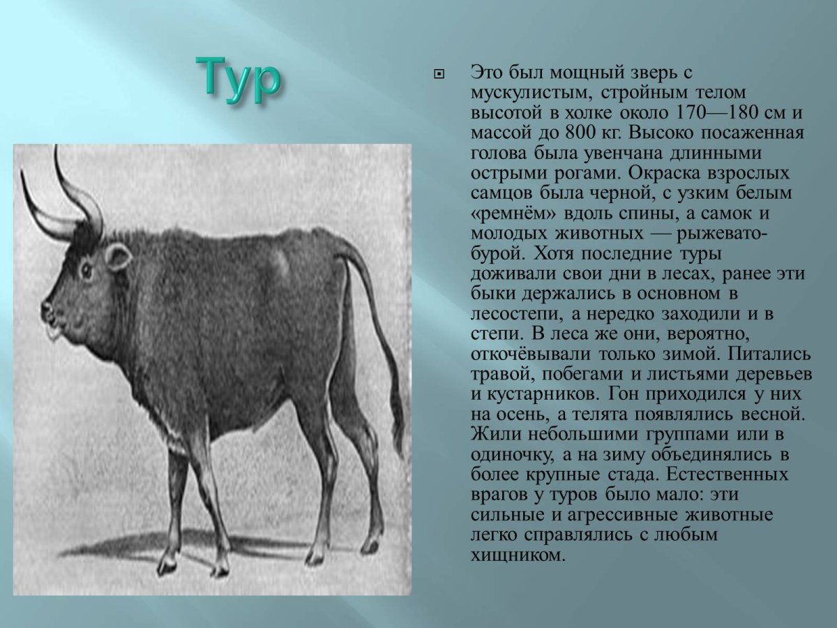 Чёрная книга животных