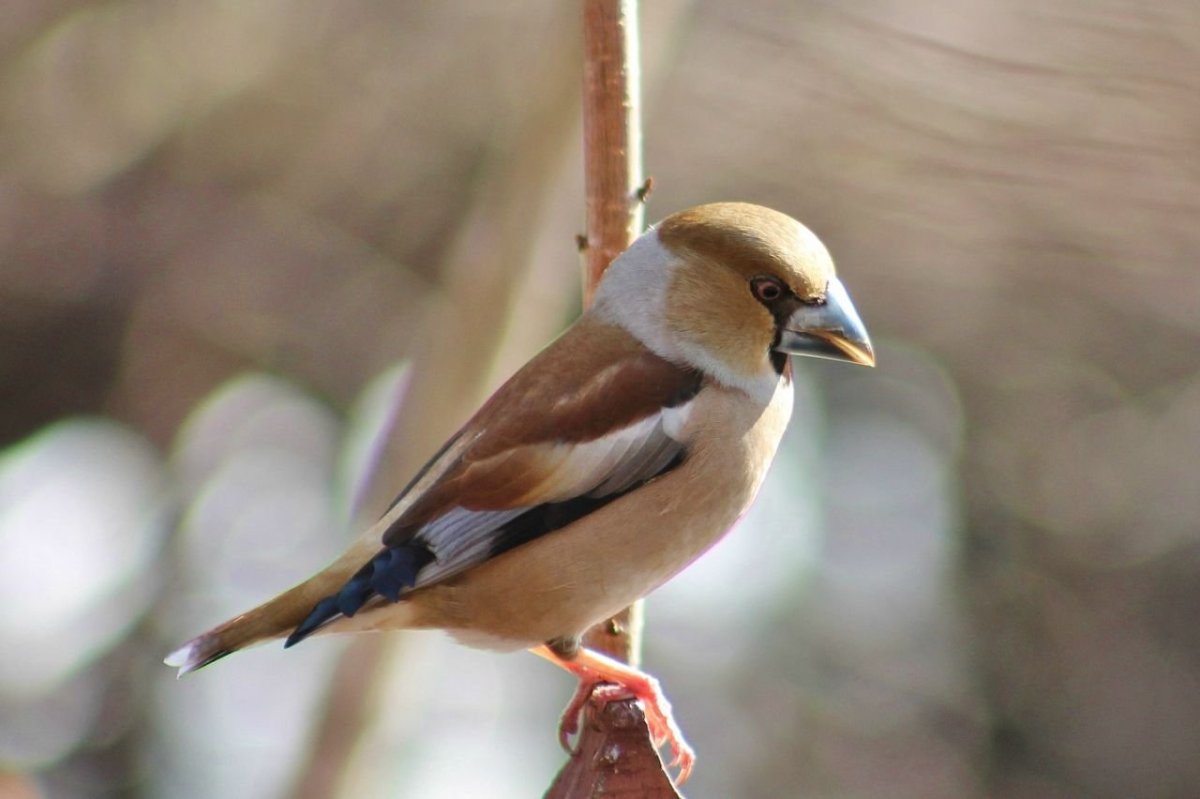 Птичка Дубонос