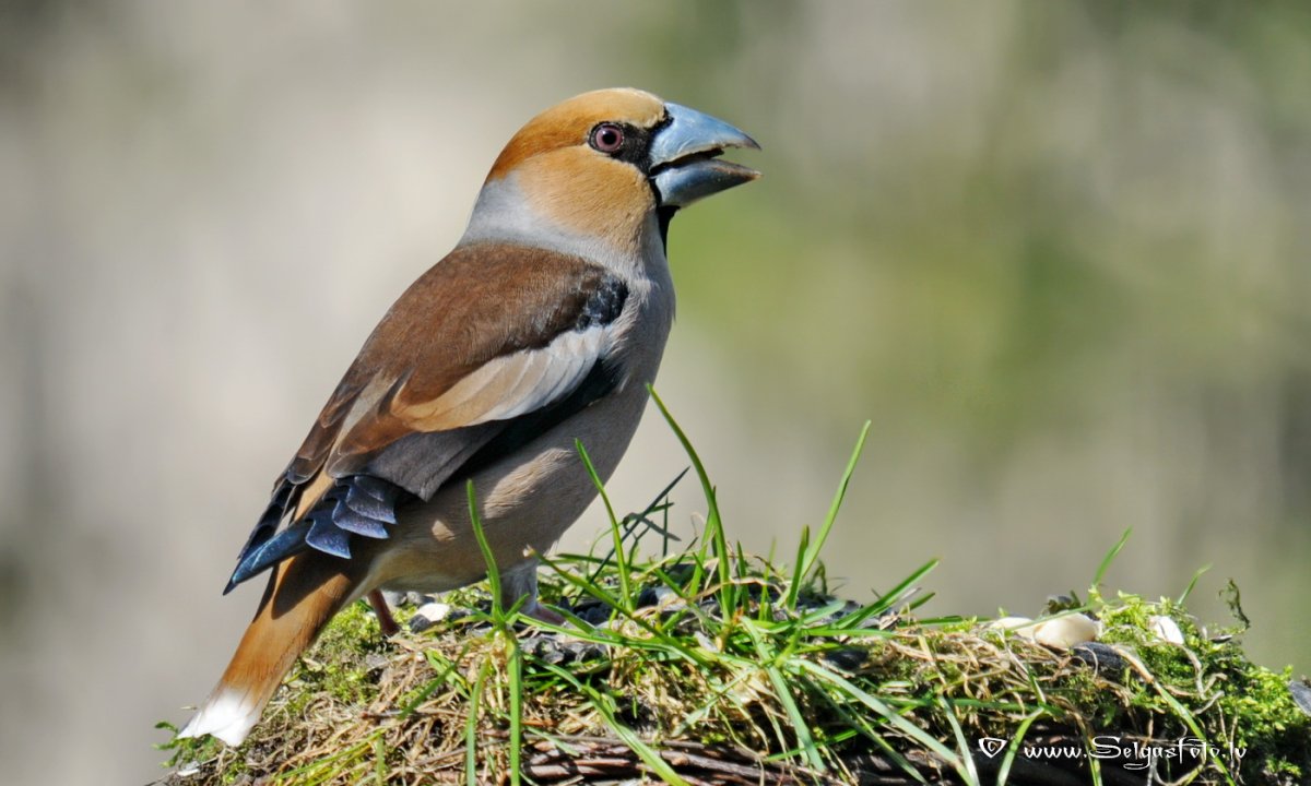 Обыкновенный Дубонос голос