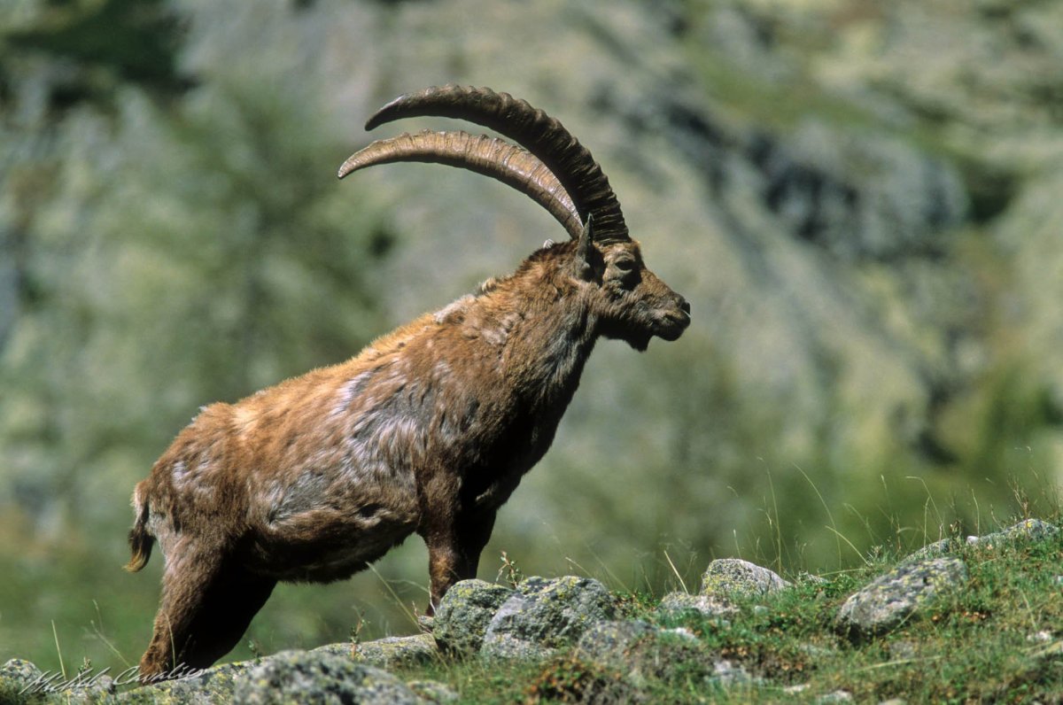 Пиренейский каменный козел