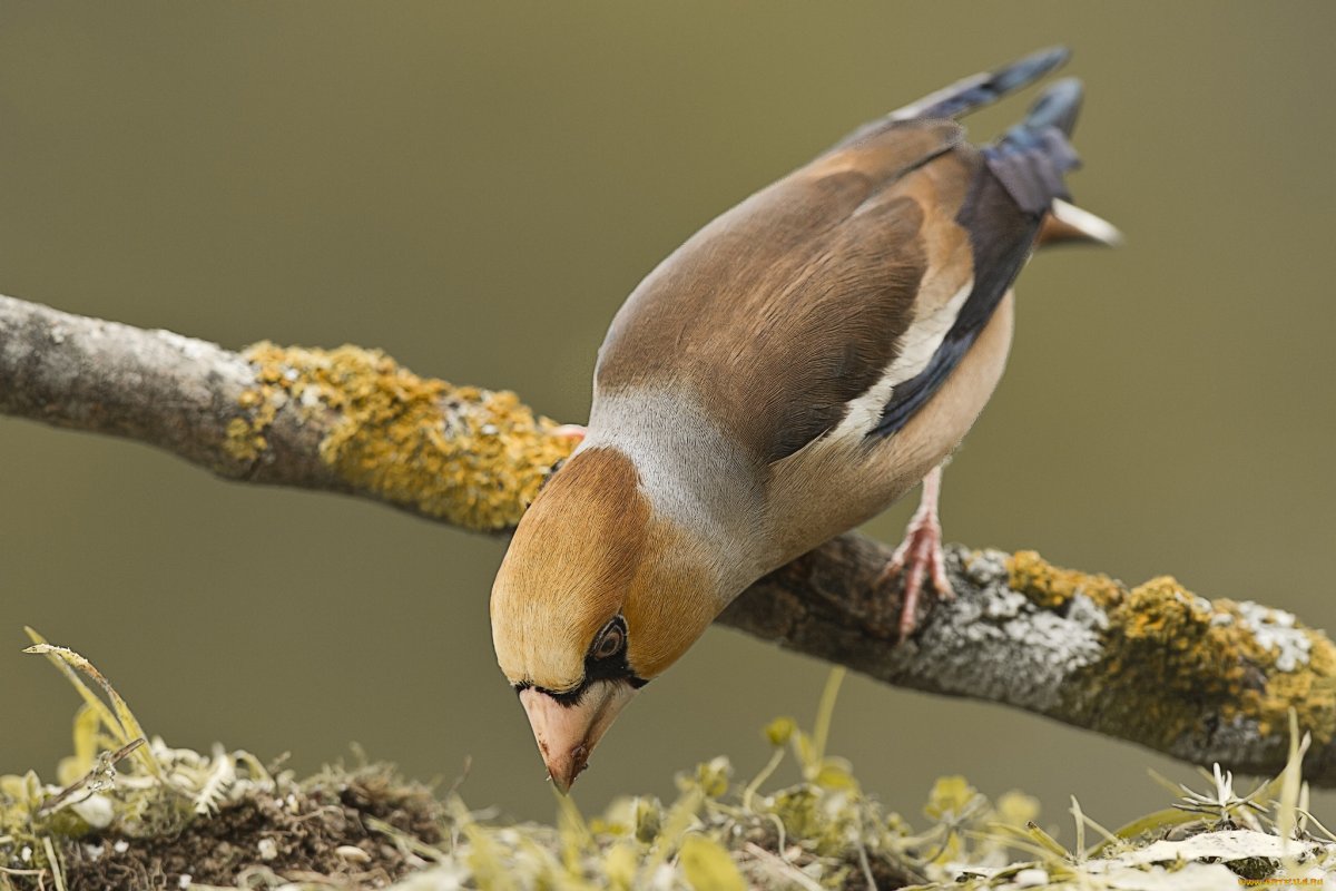 Дубонос зеленый