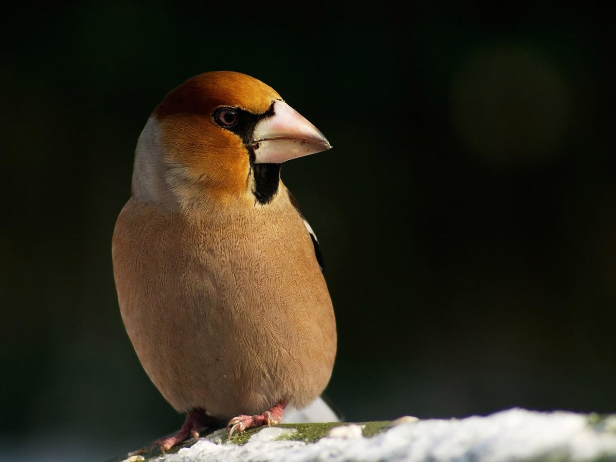 Птица с коричневой головкой