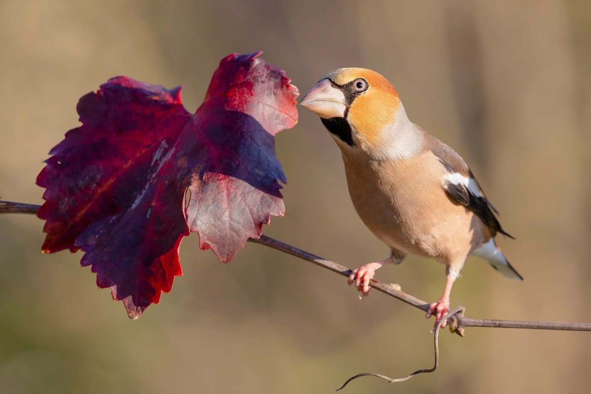 Hawfinch птица
