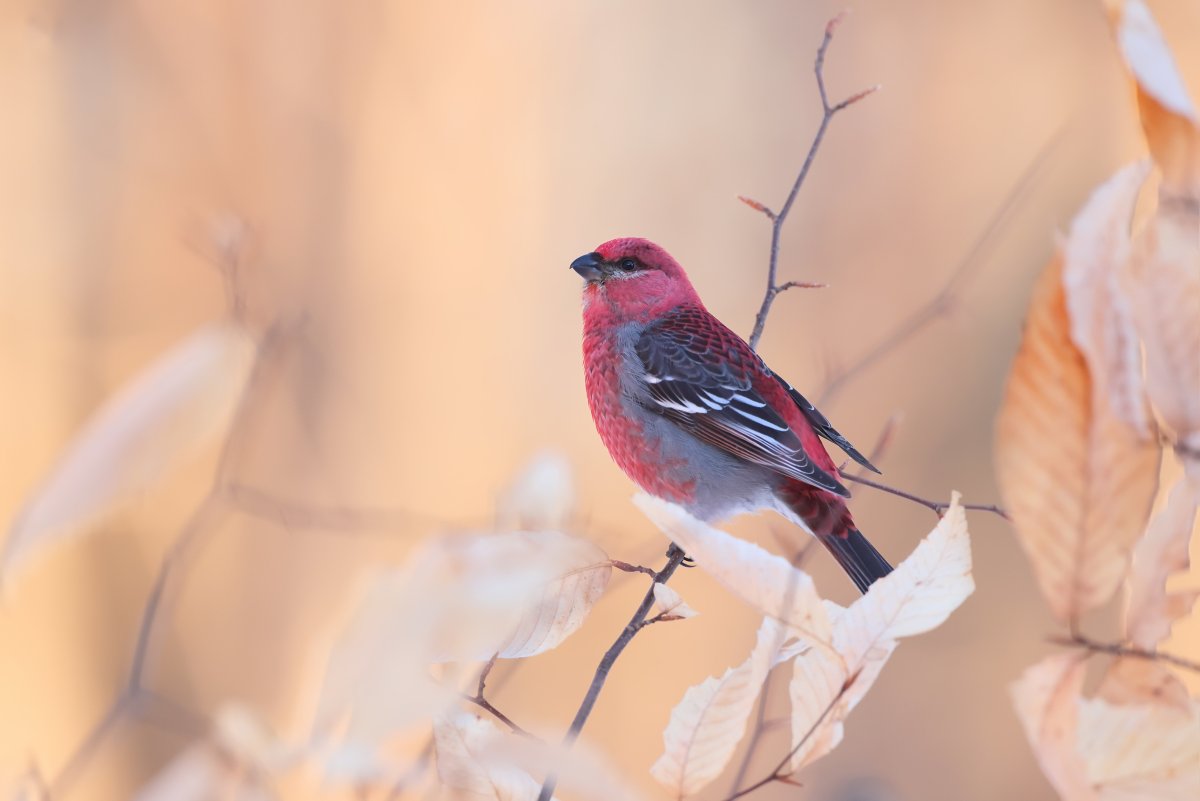 Желтый Дубонос