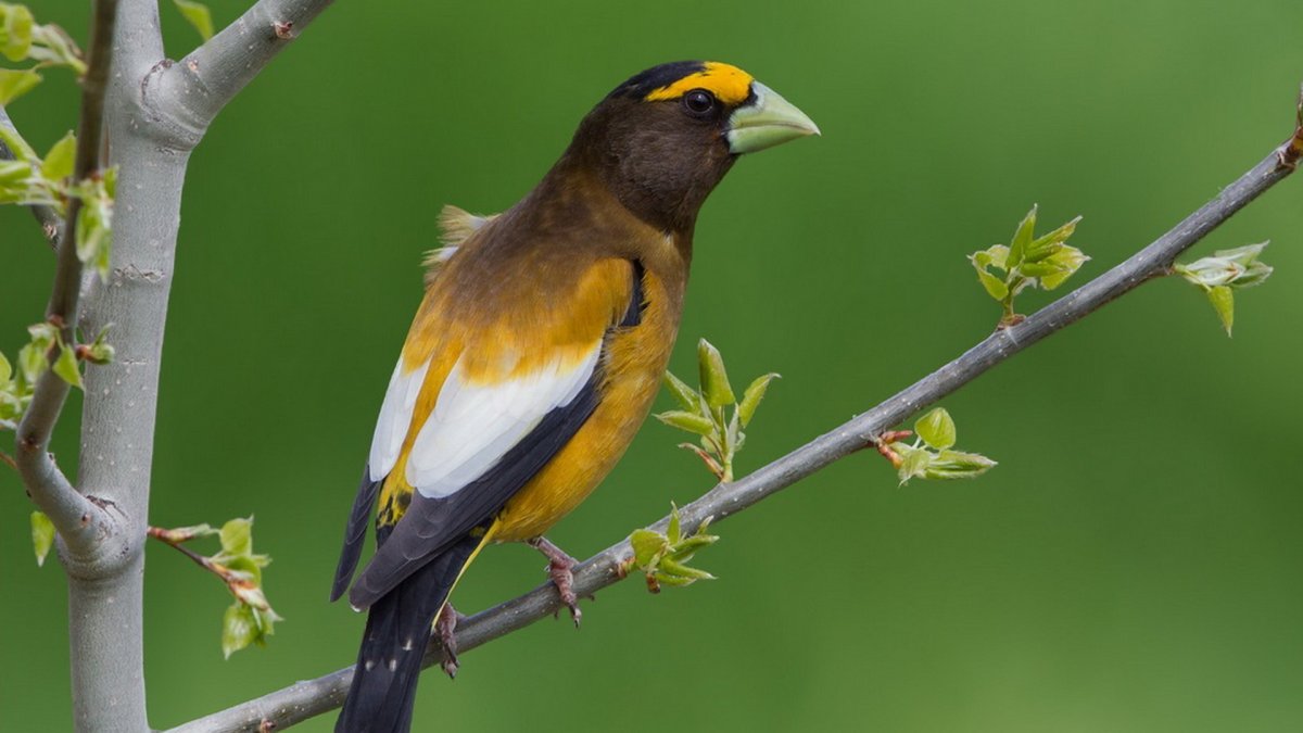 Желтый Дубонос