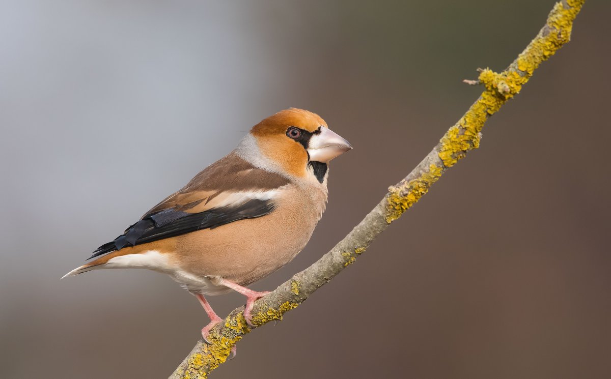 Щегол Дубонос