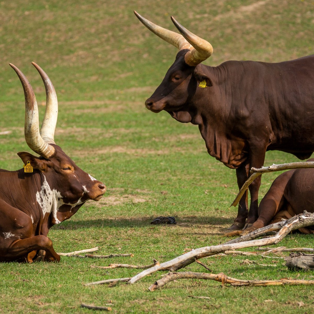 Мырский бык