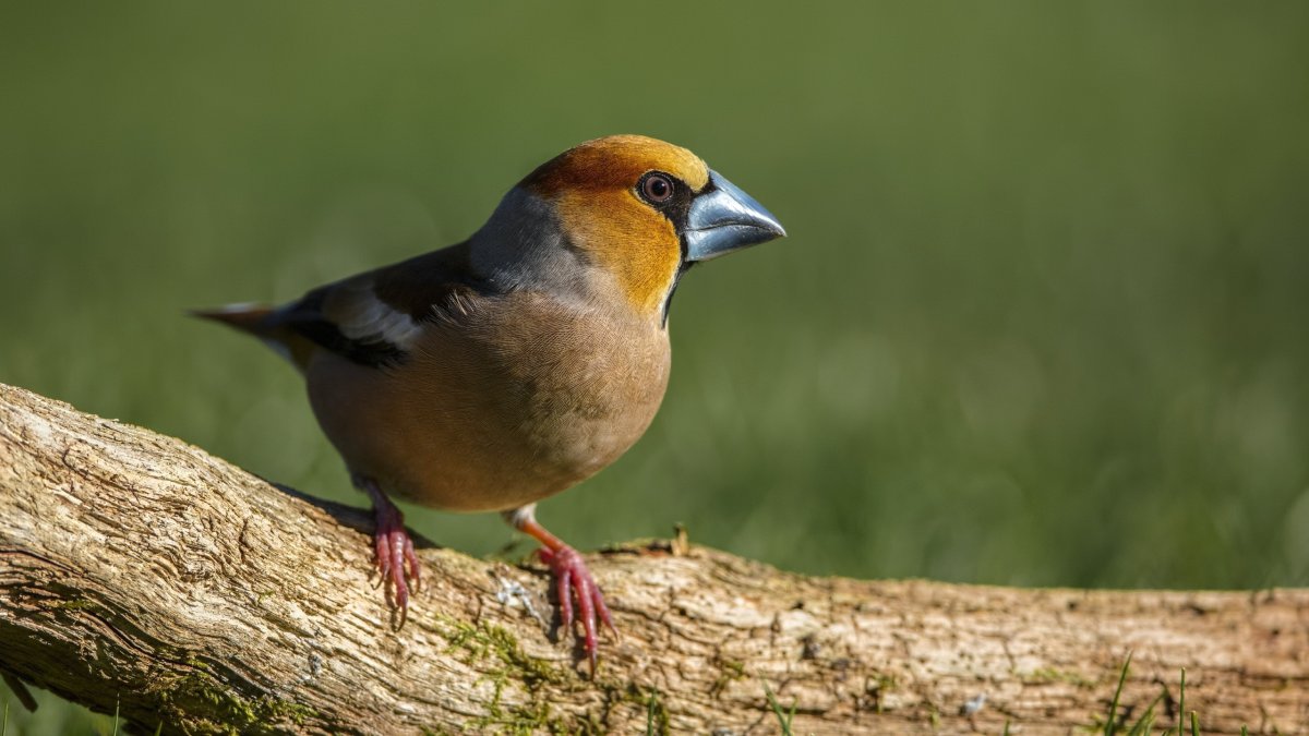 Толстая птица с желтым клювом
