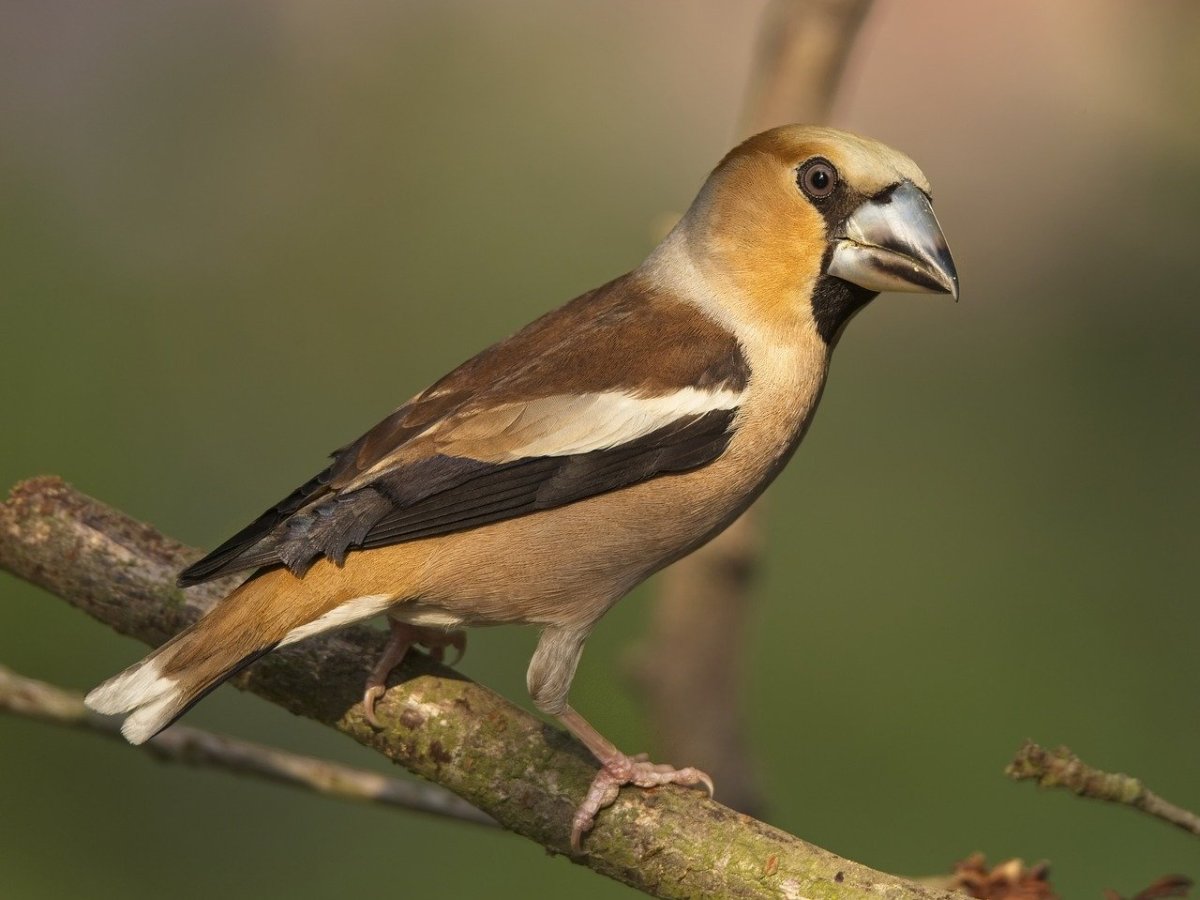 Обыкновенный Дубонос самец