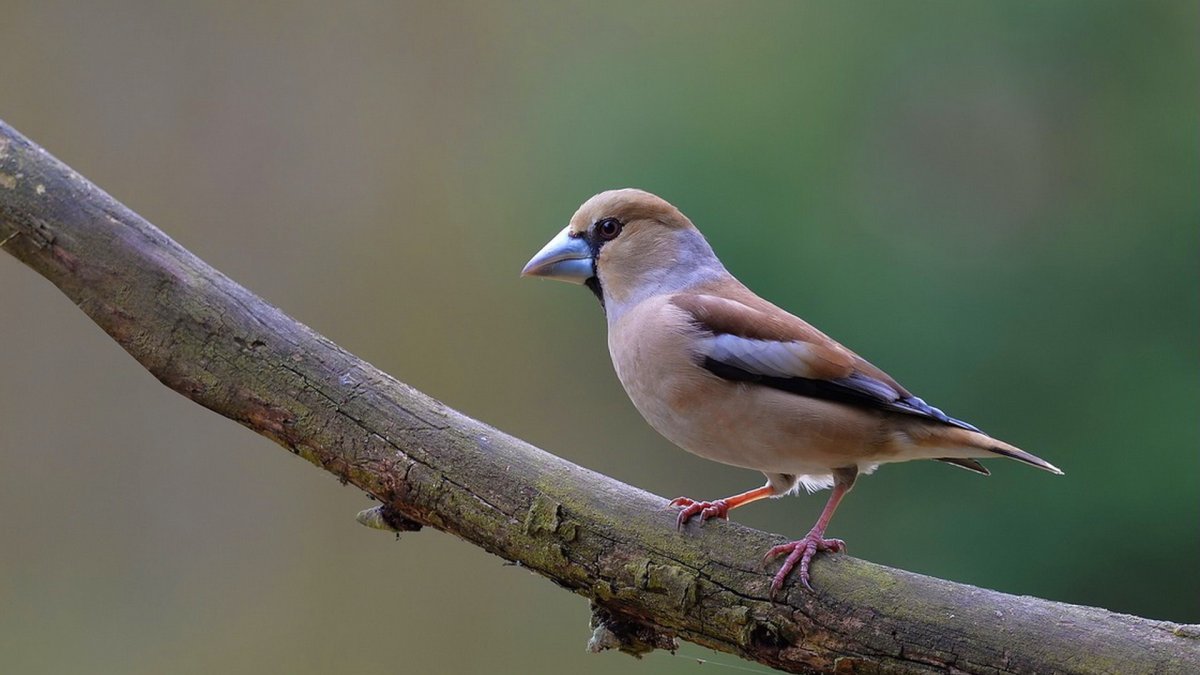 Дубонос Кардинал