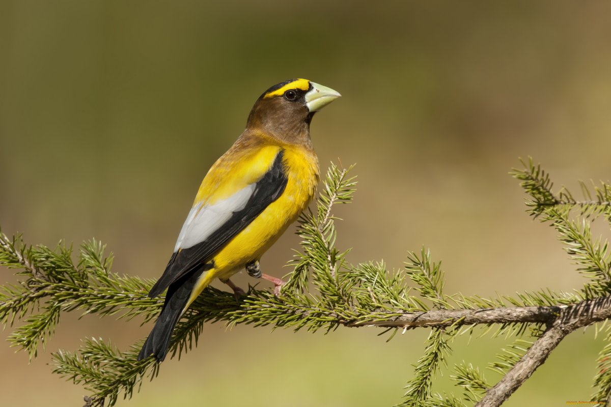 Дубонос обыкновенный пение