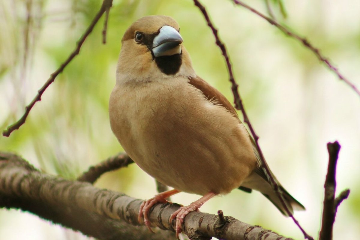 Дубоносы Вьюрковые
