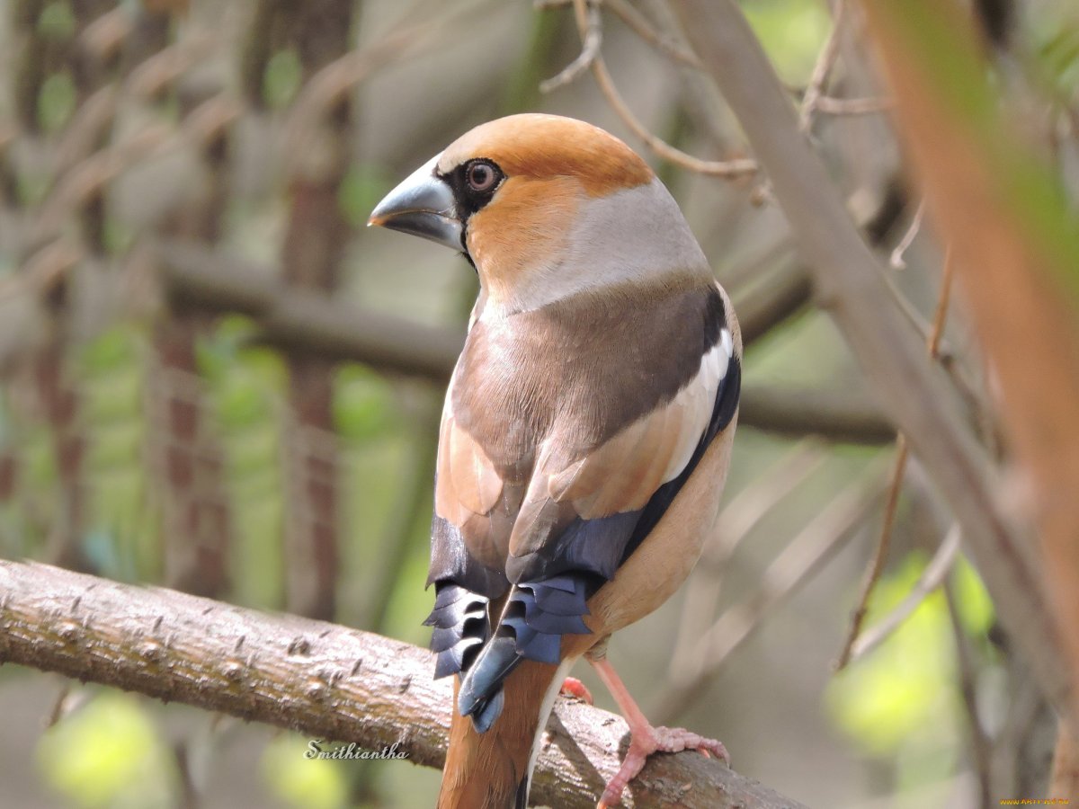 Птицы на рабочий стол Дубонос