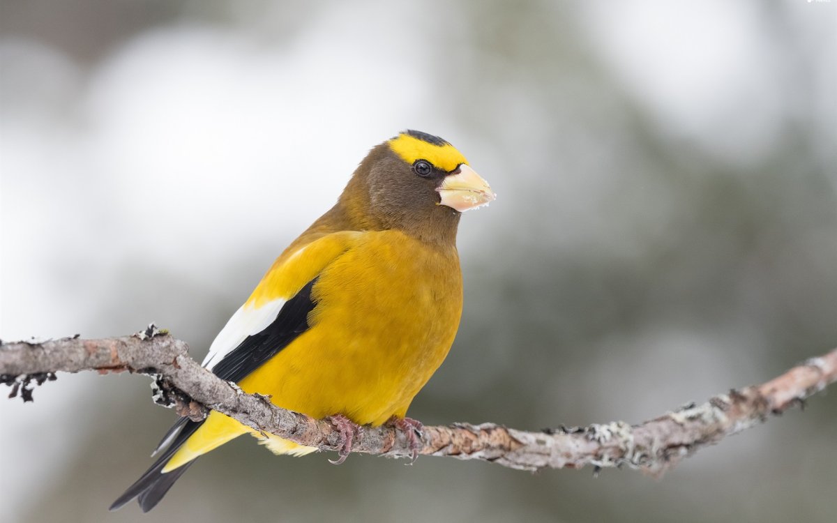 Красногрудый Кардинал