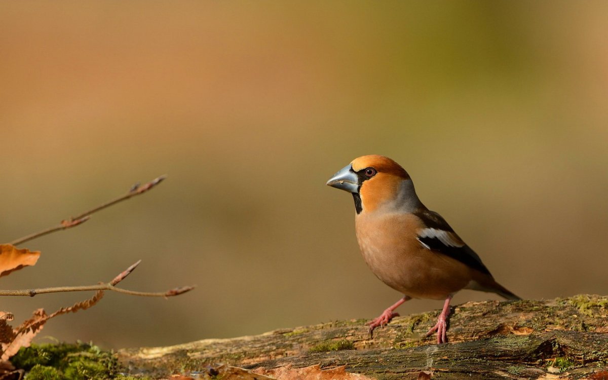 Птичка Дубонос