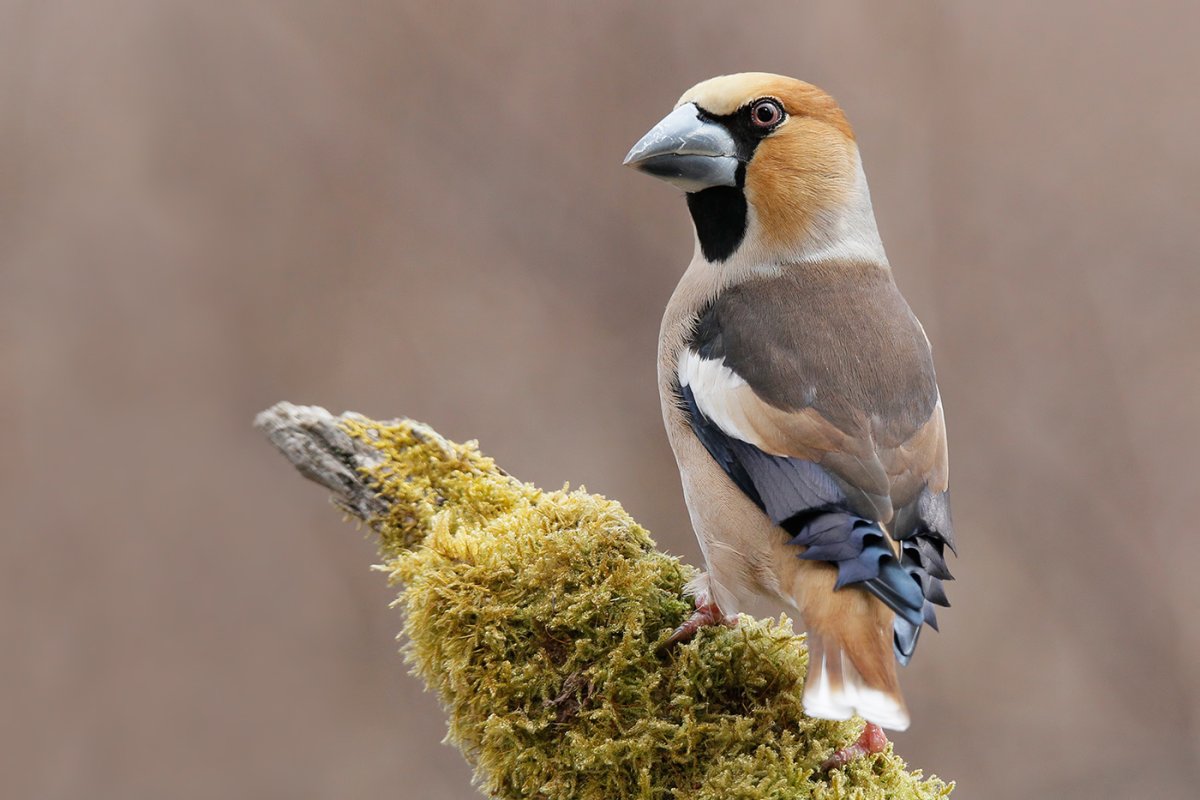 Дубонос птица