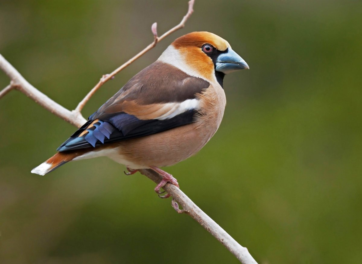 Птичка Дубонос