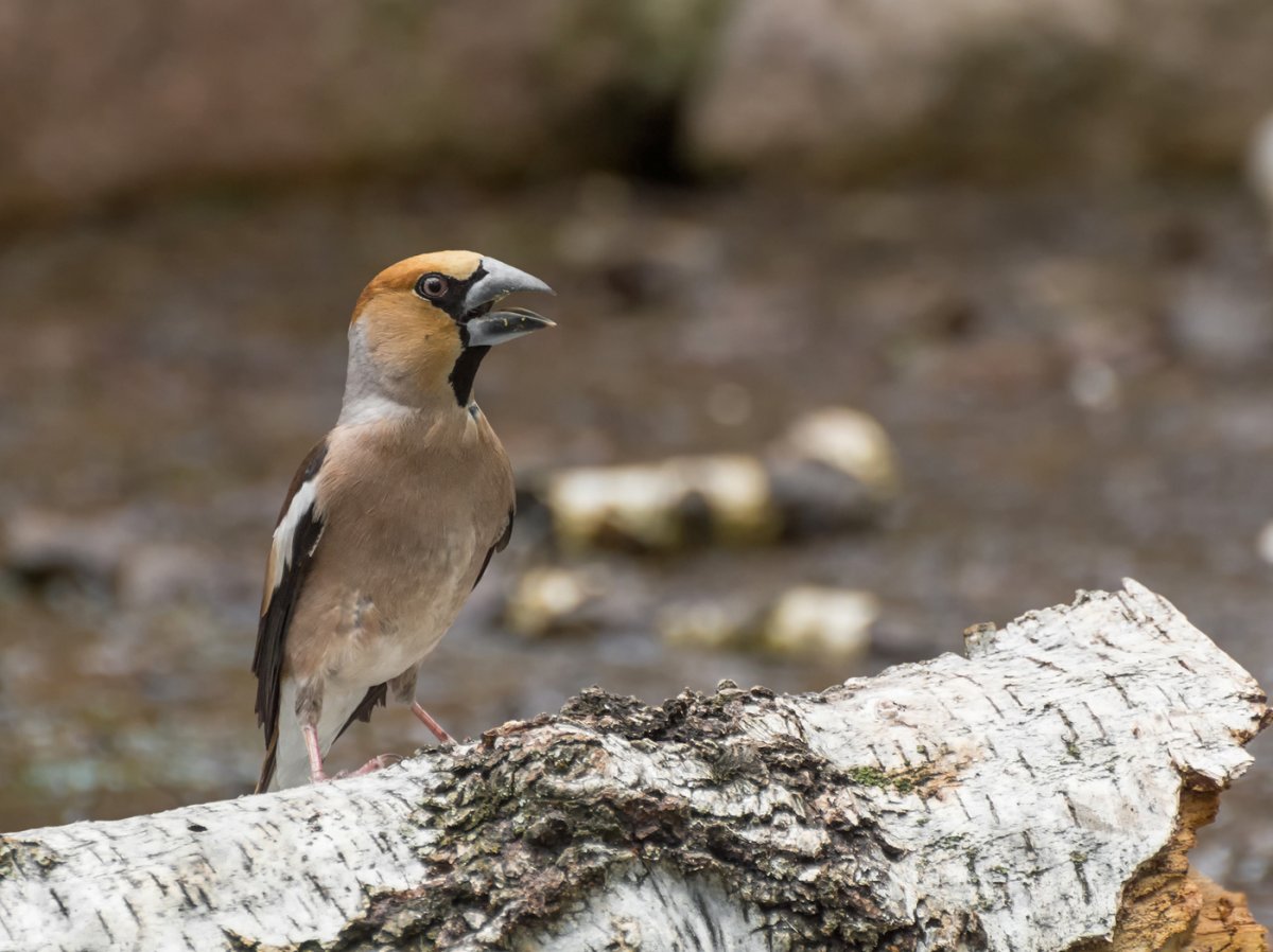 Гагарка Дубонос