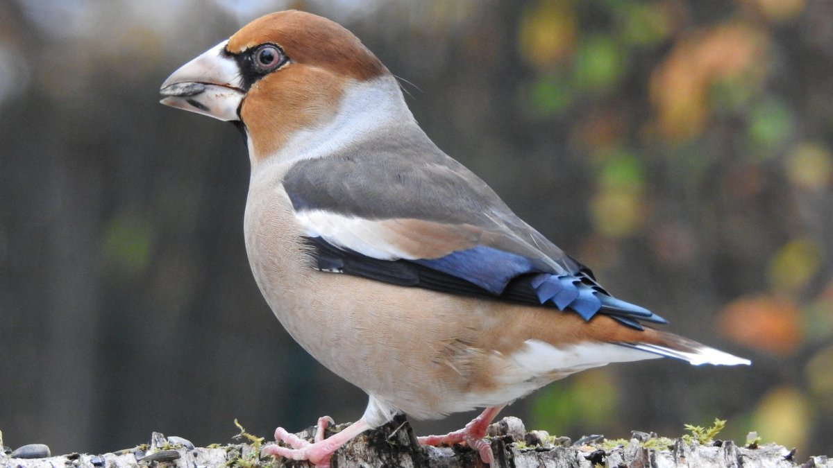 Весна птицы фото