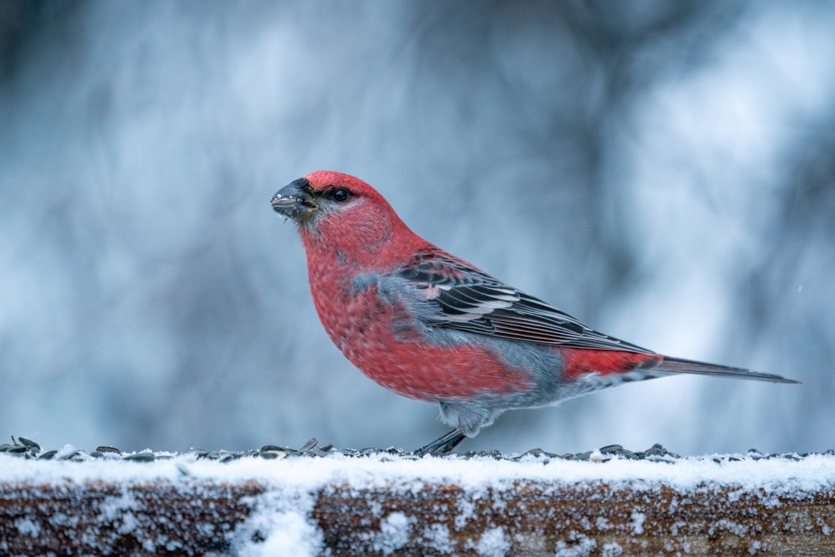 Желтый Дубонос
