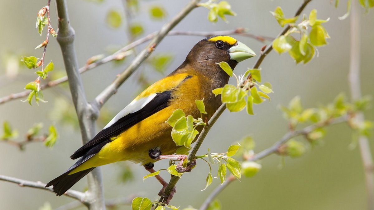 Желтый Дубонос