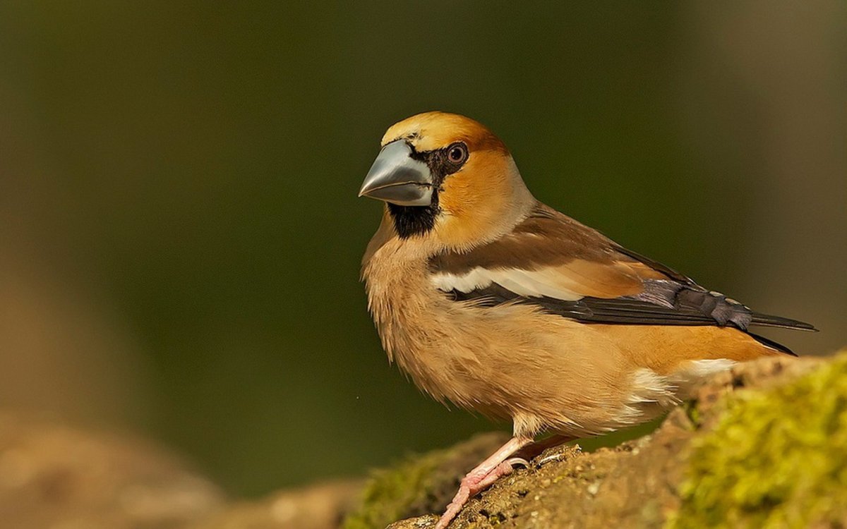 Птенец дубоноса