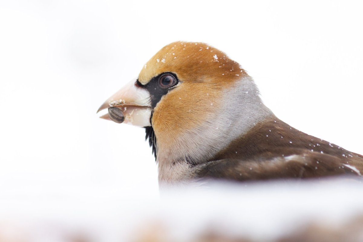 Дубонос coccothraustes coccothraustes