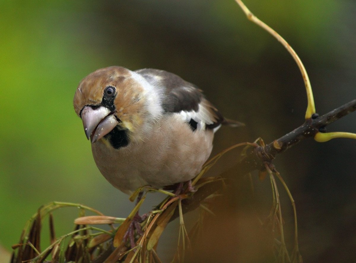 Синий Дубонос