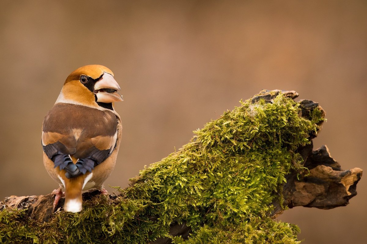 Вьюрковые: , Щур