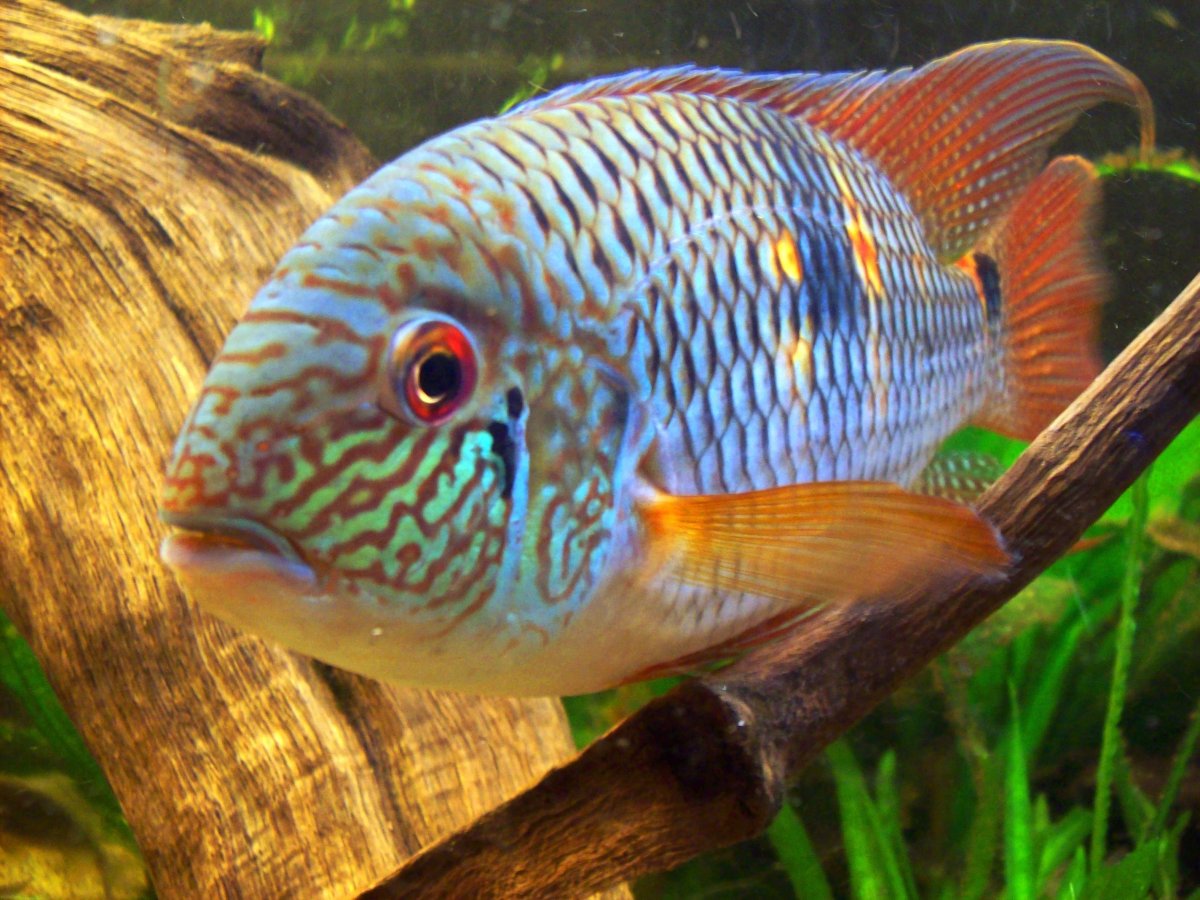 Рыба Aequidens Diadema