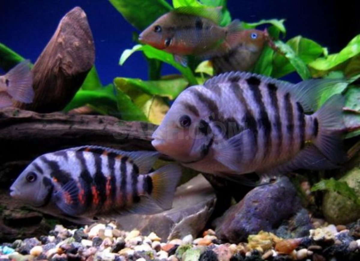 Протомелас цихлида