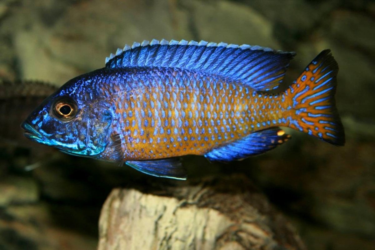 Псевдотрофеус ацей Нгара