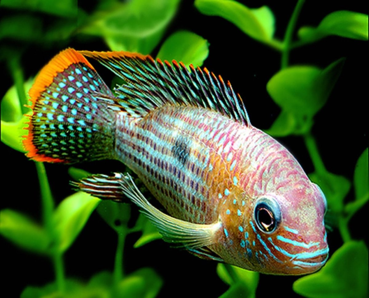 Sciaenochromis fryeri