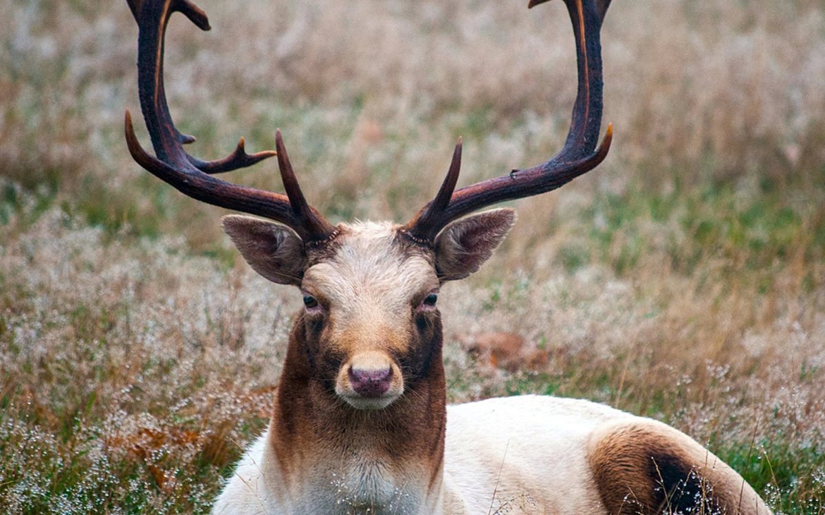 Изюбр Марал