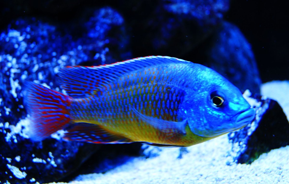 Еллоу Лабидохромис лимонный