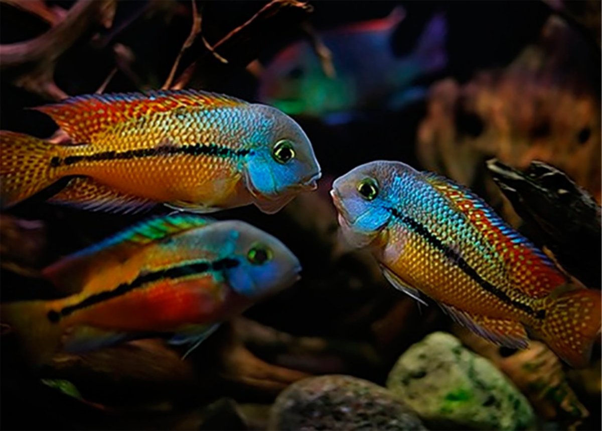 Никарагуанская цихлазома