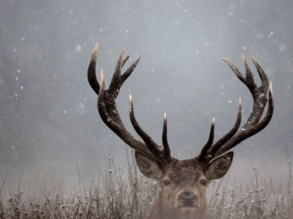 Благородный олень