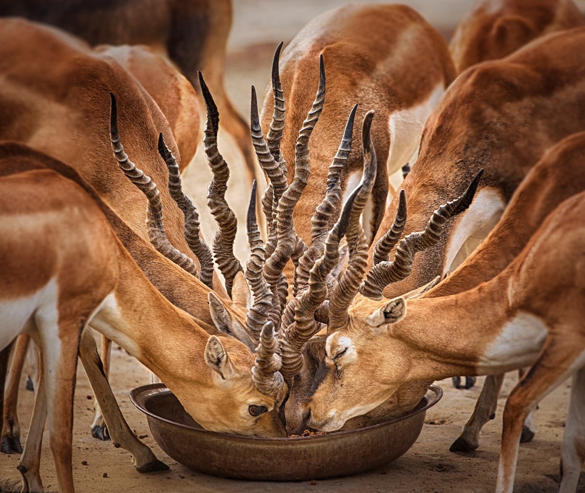 Антилопа Джейран