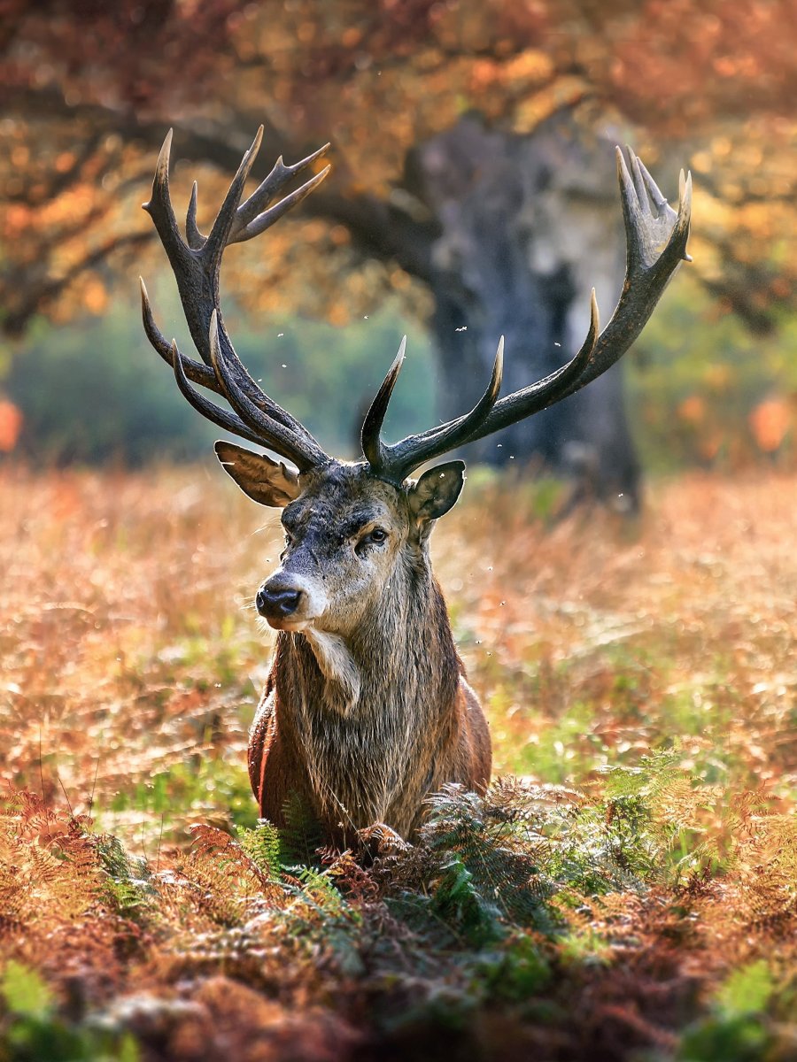 Антилопа Kudu